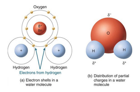 Surface Tension of Water 11