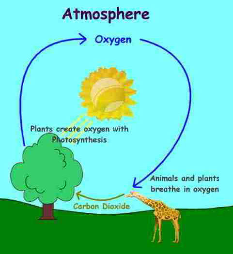 Anomalous Properties of Water